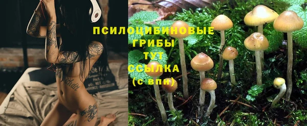 стаф Бородино